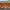 Camel Racing Arcade Game—SQ Arcade