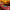 Go Ham Go Puppy Racing Carnival Game —SQ Arcade