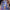 Pluck a Duck Steady Hand Game — SQ Arcade