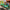 Frog Launcher Tabletop Carnival Game — SQ Arcade